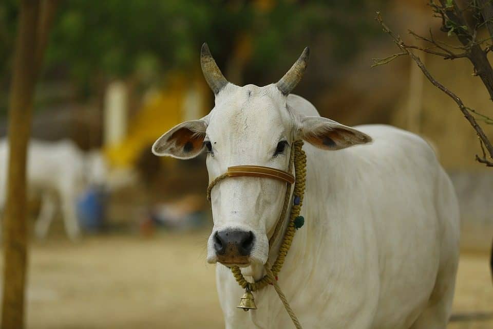 The cow has a sacred place in Indian society. Generally, the consumption of beef is avoided by the Hindu people. This is because of the myth of holy cow.