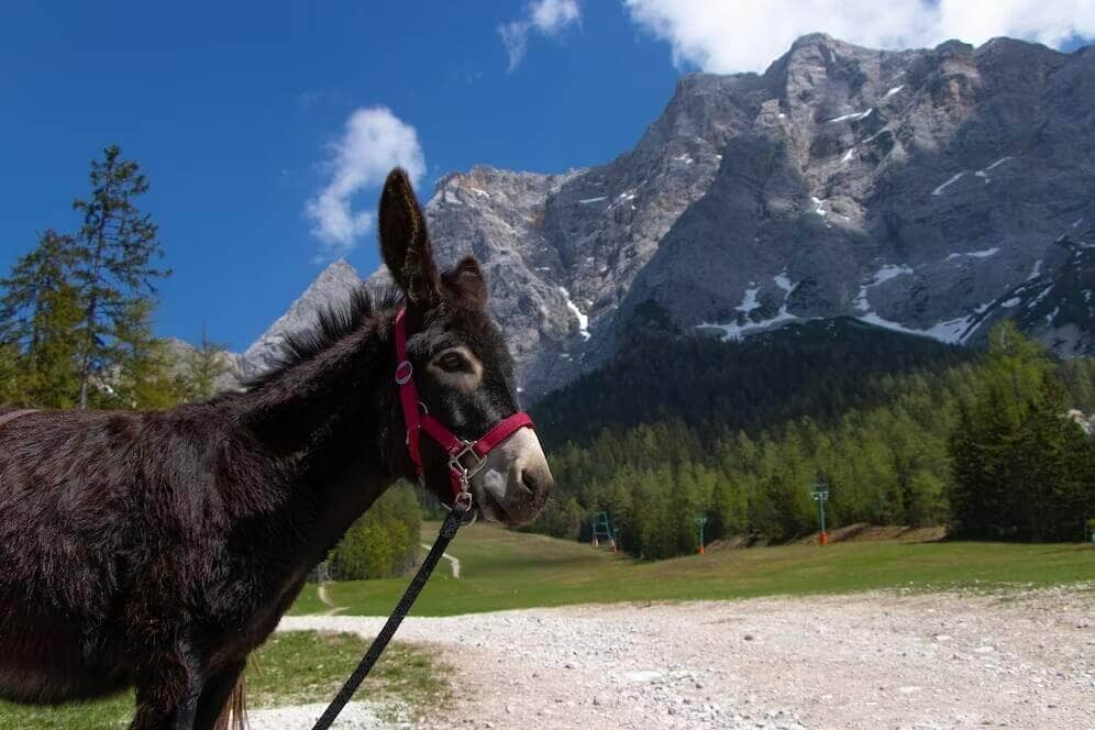 Get ready to explore a revolutionary new method of learning- Donkey Culture! Learn about this unique system and its components to become more effective learner.